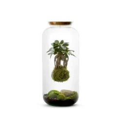 Terrarium Bulle de Nature Bonbonne Kokedama Ginseng en verre transparent Naturalys taille L - Ø 23 x 50 cm