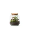 Terrarium Bulle de Nature Izumi en verre transparent Naturalys taille L - Ø 15 x 17 cm