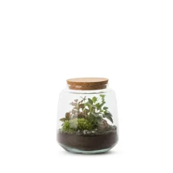 Terrarium Bulle de Nature Izumi en verre transparent Naturalys taille L - Ø 15 x 17 cm