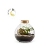Terrarium Bulle de Nature Bulle Light Mix en verre transparent avec bouchon liège Naturalys taille L - Ø 20,5 x 20 cm