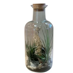 Terrarium medicine avec tillandsia taille L Ø 15 x H 35 cm