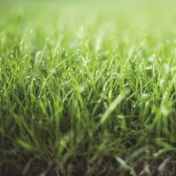 Terre de plantation gazon botanic® - 30 L