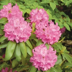 Terre dite de bruyère botanic® - 40 L