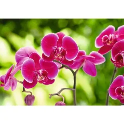 Terreau orchidées botanic® - 4 L