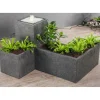 Thalia dealbata en pot design de 10 L