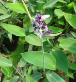 Thalia delbata 14 L en pot Ø 30 cm