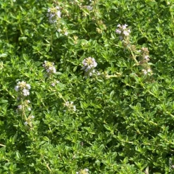 Thym Citron Bio. Le pot de 4,6 litres