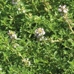 Thym Citron Bio. Le pot de 2,5 litres