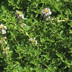 Thym Citron Bio. Le pot de 2,5 litres