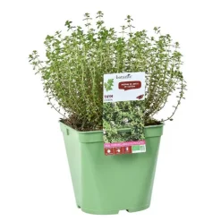 Thym Citron Bio. Le pot de 2,5 litres