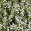 Thym Commun Bio. Le pot de 2,5 litres