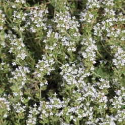 Thym Commun Bio. Le pot de 2,5 litres