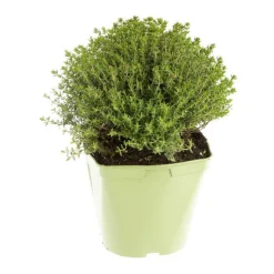 Thym Commun Bio. Le pot de 2,5 litres