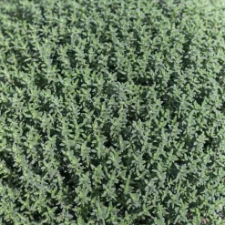 Thym Commun Bio. Le pot de 4,6 litres
