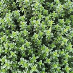 Thym Commun Bio. Le pot de 1 litre
