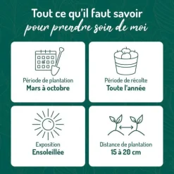 Thym Commun Bio. Le pot de 1 litre