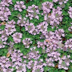 Thym Rampant Rose - Le pot de 9 x 9 cm