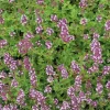 Thym Serpolet Bio. Le pot de 1 litre