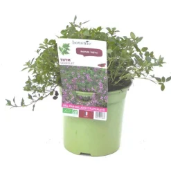 Thym Serpolet Bio. Le pot de 1 litre