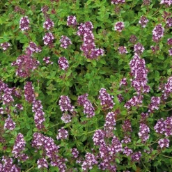 Thym Serpolet Bio. Le pot de 1 litre