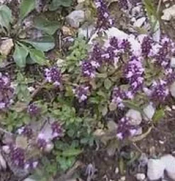 Thym Serpolet Bio. Le pot de 1 litre