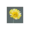 Tige de Gerbera décoratif jaune - 56 cm
