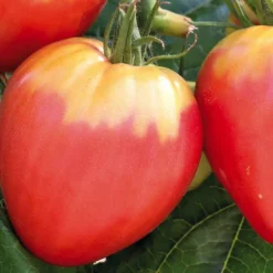 Tomate Allongée Cœur De Boeuf "Cuor Die Bue" Bio. La barquette de 3 plants