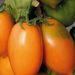 Tomate Allongée Orange Banana Bio. Le pot de 9x9 cm