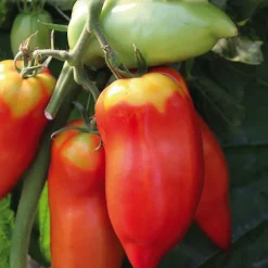 Tomate Allongee Andine Cornue Bio. Le pot de 10,5 cm