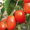 Tomate Allongee Cencara Bio. Le pot de 10,5 cm