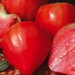 Tomate Allongee Coeur Cauralina Bio. Le pot de 10,5 cm