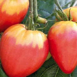 Tomate Allongee Coeur De Boeuf "Cuor Di Bue" Bio. Le pot de 10,5 cm