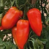 Tomate Allongee Cornabel Bio. Le pot de 10,5 cm
