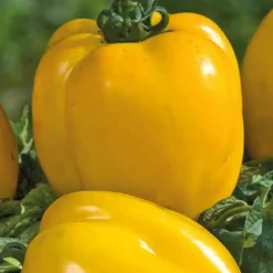 Tomate Allongee Poivron Jaune Bio. Le pot de 10,5 cm
