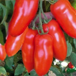 Tomate Allongee San Marzano Bio. Le pot de 10,5 cm