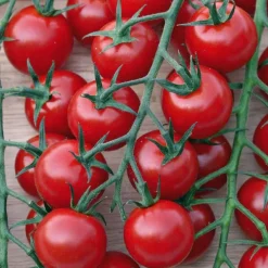 Tomate Apero Balconi Rouge Special Balcon Bio. Le pot de 2,5 litres