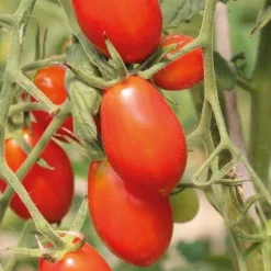 Tomate Cerise Allongee Aligote Bio. Le pot de 10,5 cm