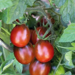 Tomate Cerise Allongee Prune Noire Bio. Le pot de 10,5 cm
