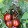 Tomate Cerise Allongee Prune Noire Bio. La barquette de 3 plants