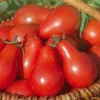 Tomate Cerise Allongee Red Pear Bio. Le pot de 10,5 cm