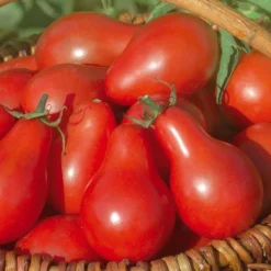 Tomate Cerise Allongee Red Pear Bio. Le pot de 10,5 cm