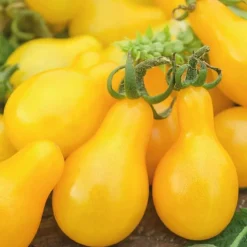 Tomate Cerise Allongee Yellow Pearshaped Bio. Le pot de 10,5 cm