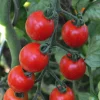 Tomate Cerise Miel Du Mexique Bio. La barquette de 3 plants