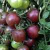 Tomate Cerise Ronde Black Cherry Bio. Le pot de 10,5 cm