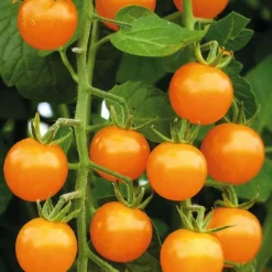 Tomate Cerise Ronde Gold Nugget Bio. Le pot de 10,5 cm