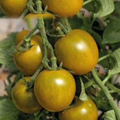 Tomate Cerise Ronde Green Grappe Bio. Le pot de 10,5 cm
