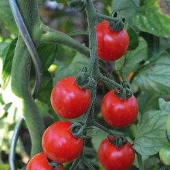 Tomate Cerise Ronde Miel Du Mexique Bio. La barquette de 3 plants