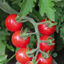 Tomate Cerise ronde Plumbrella bio. Le pot recyclé de 2.5 litres