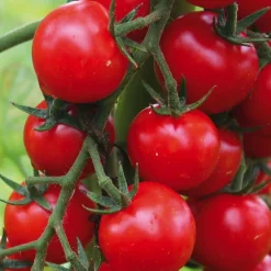 Tomate Cerise Ronde Supersweet 100 Bio. La barquette de 3 plants