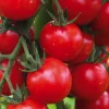 Tomate Cerise Supersweet 100 F1 Bio. Le pot de 1 litre